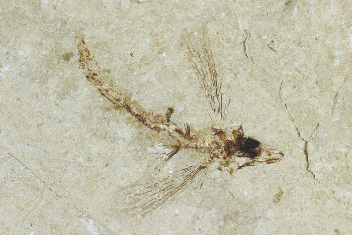 Fossil Flying Fish (Exocoetoides) - Lebanon #124003